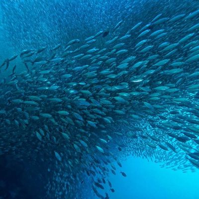 अच्छी कीमत समुद्री तेल की उपज को बढ़ावा देना: आधुनिक बायोप्रोसेसिंग तकनीकों में लिपेज का प्रभाव ऑनलाइन